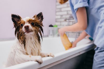 Pet Grooming and Pet Sitting Insurance in Rancho Mirage, CA by Insurance Super Store