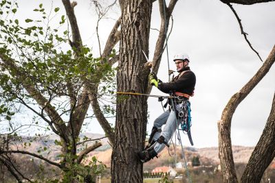 Tree Trimming Insurance in Rancho Mirage, CA by Insurance Super Store